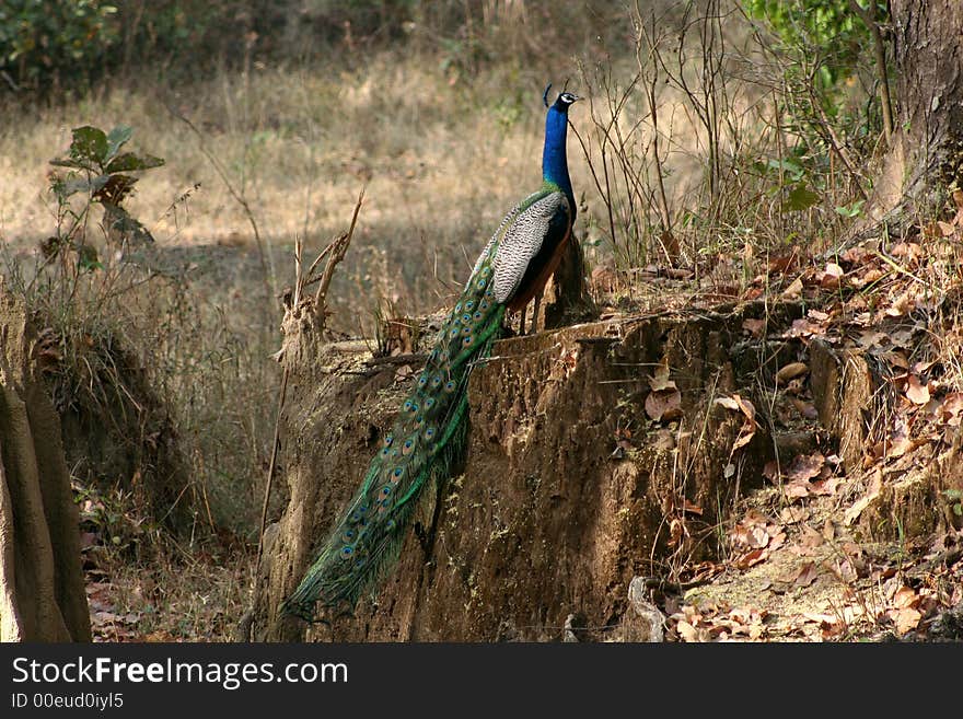 Peocock, Indian national bird. beautiful colours. Peocock, Indian national bird. beautiful colours.