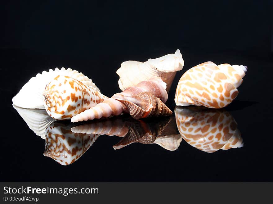 Collection of shells on the black