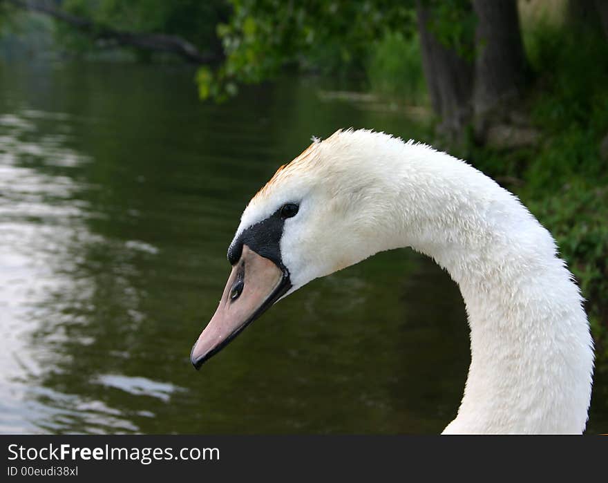 Profile of a Mute Swan