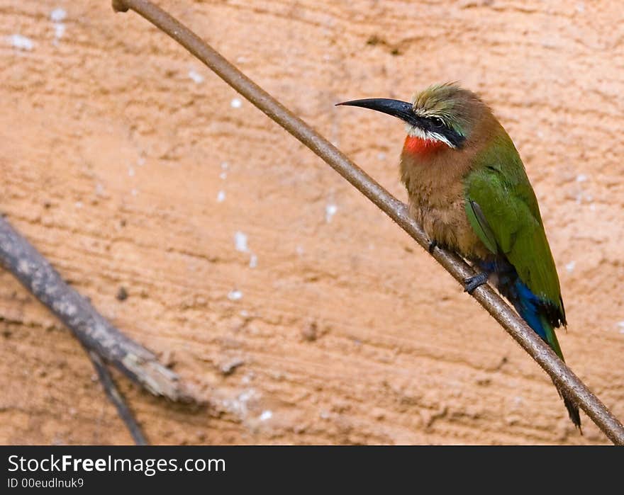 Colorful Bird