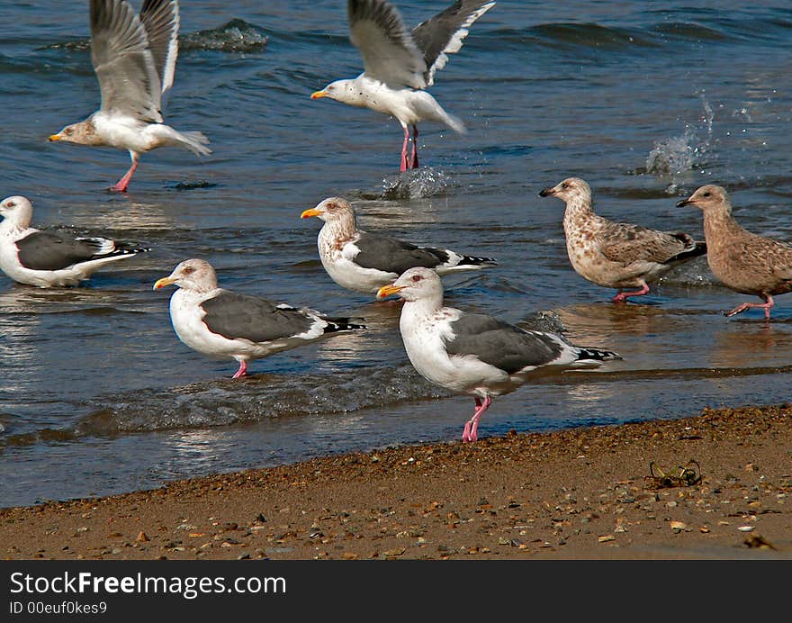 Group of the slaty-backed gulls stands on edge of surf. A pair of gulls rockets. Russian Far East, Primorye, Japanese sea.