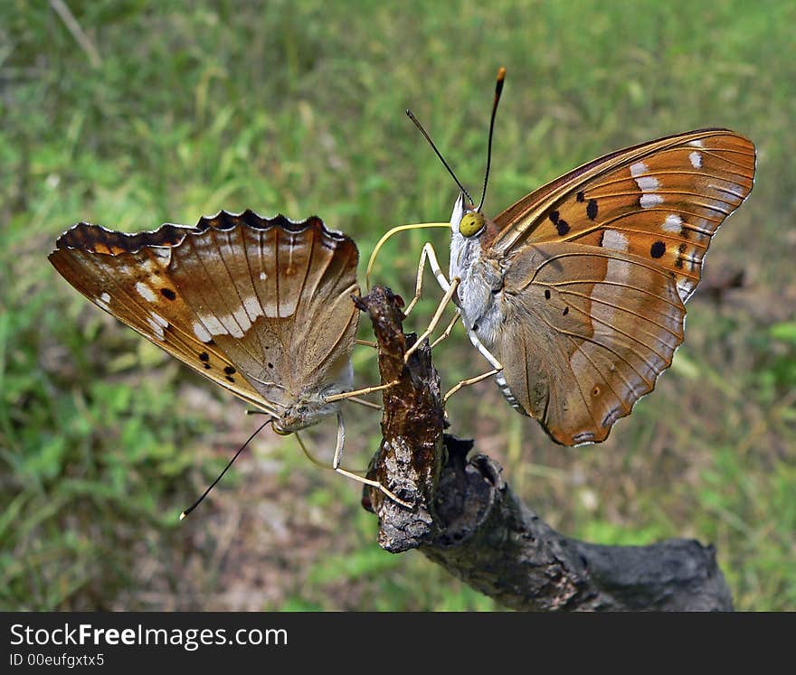 Close up of the pair of butterflies (Apatura ilia ussuriensis) on rod. Profile. South of Russian Far East.