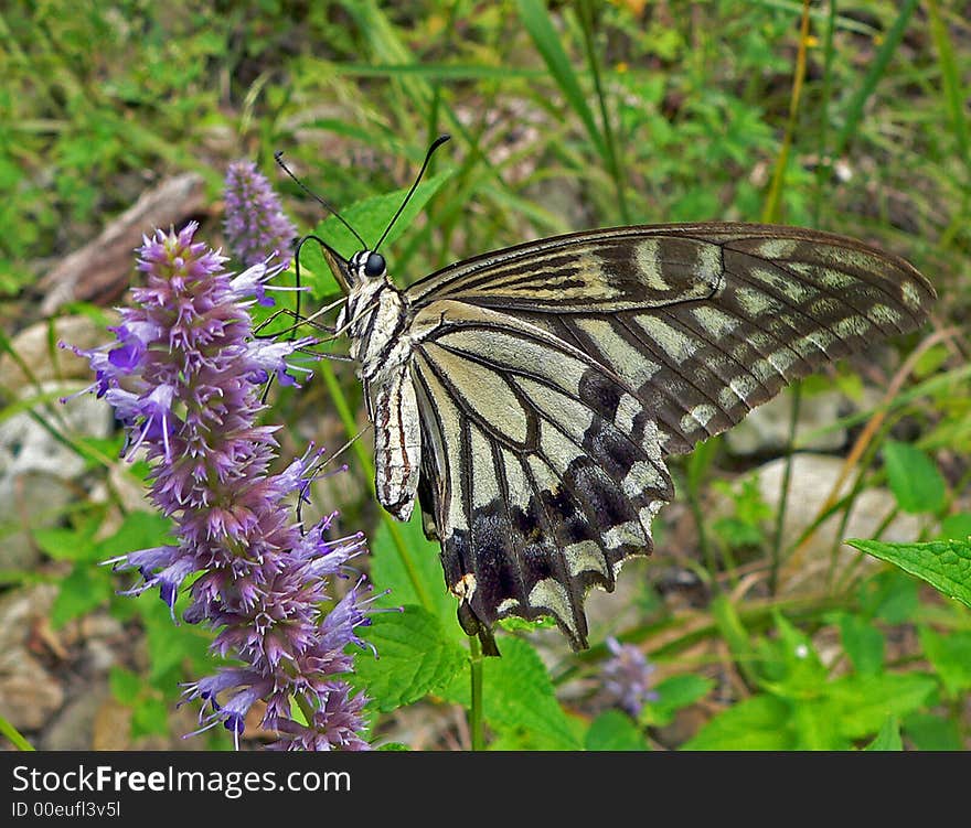 Butterfly Swallowtail