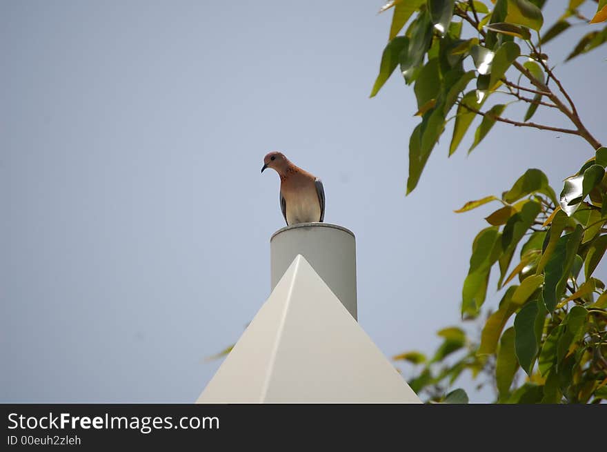 Wild Pigeon