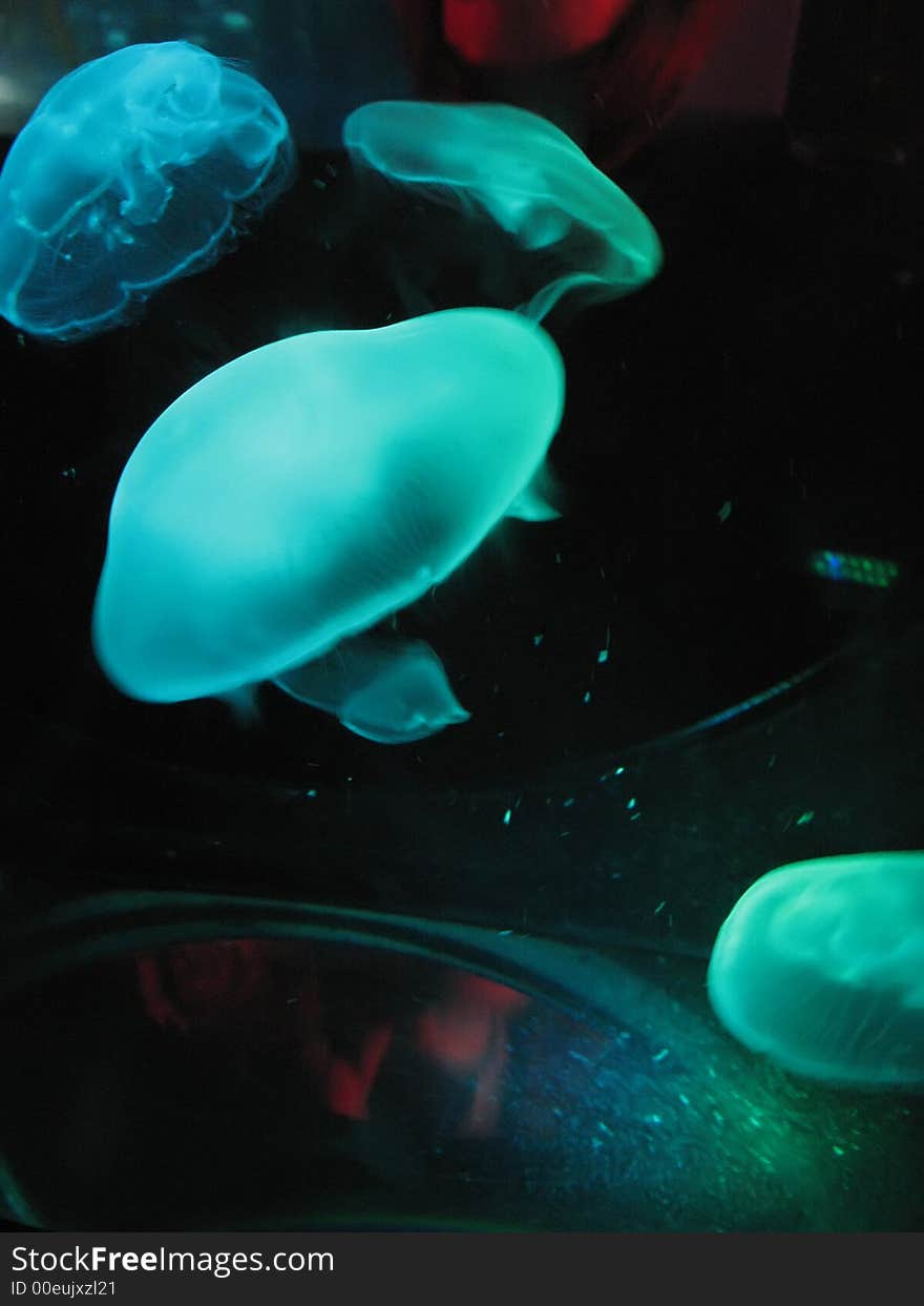 Jellyfish in green light flowing in black deep water