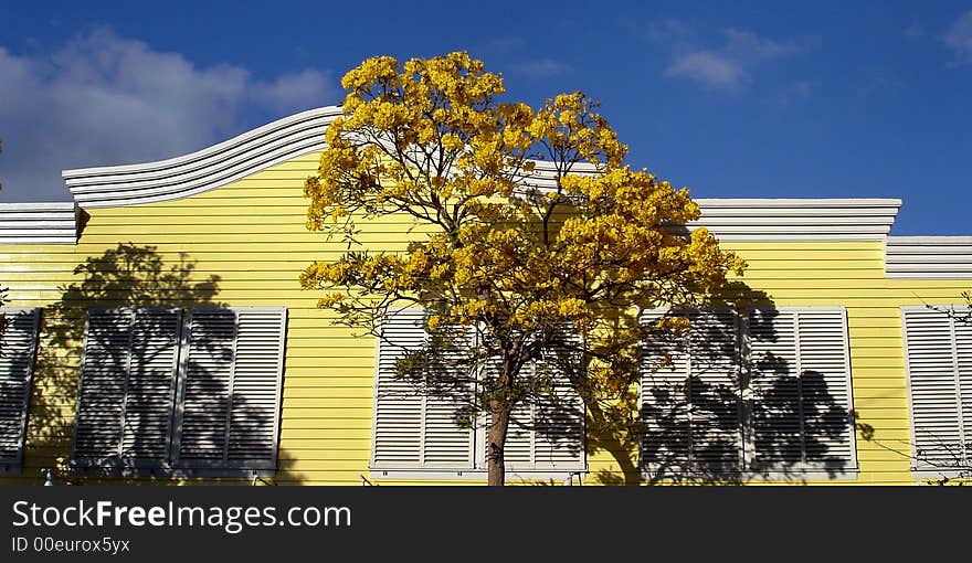 Yellow blossomed tree in front of yellow house with white shuttered windows and white trimmed roof line