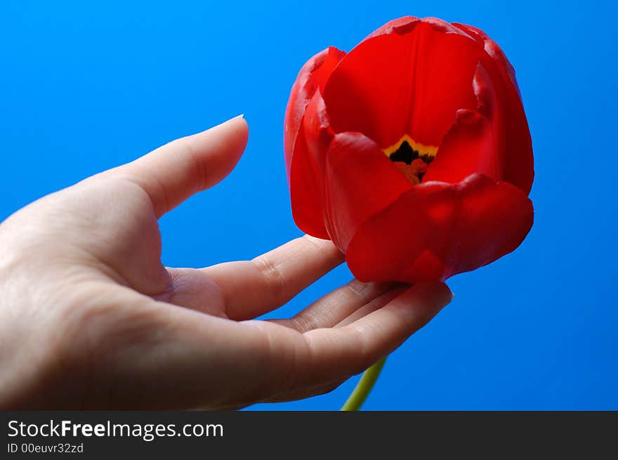 Beautiful Red Tulip