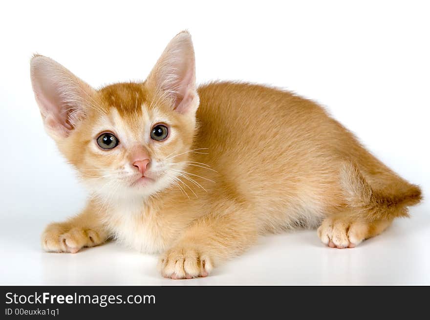 Kitten in studio on a light background