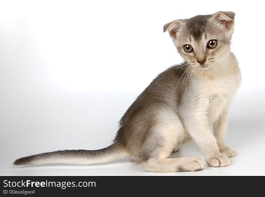 Kitten in studio on a light background