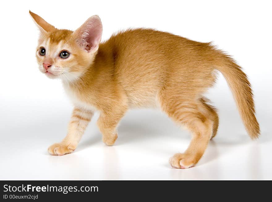 Kitten in studio on a light background