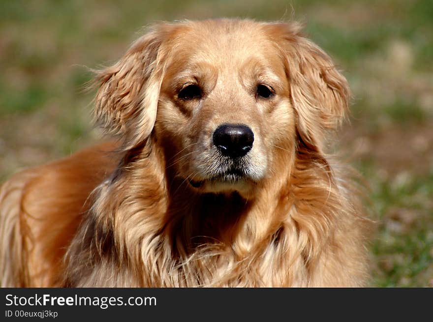 Golden retriever outdoors, alert and watching something intensely. Golden retriever outdoors, alert and watching something intensely