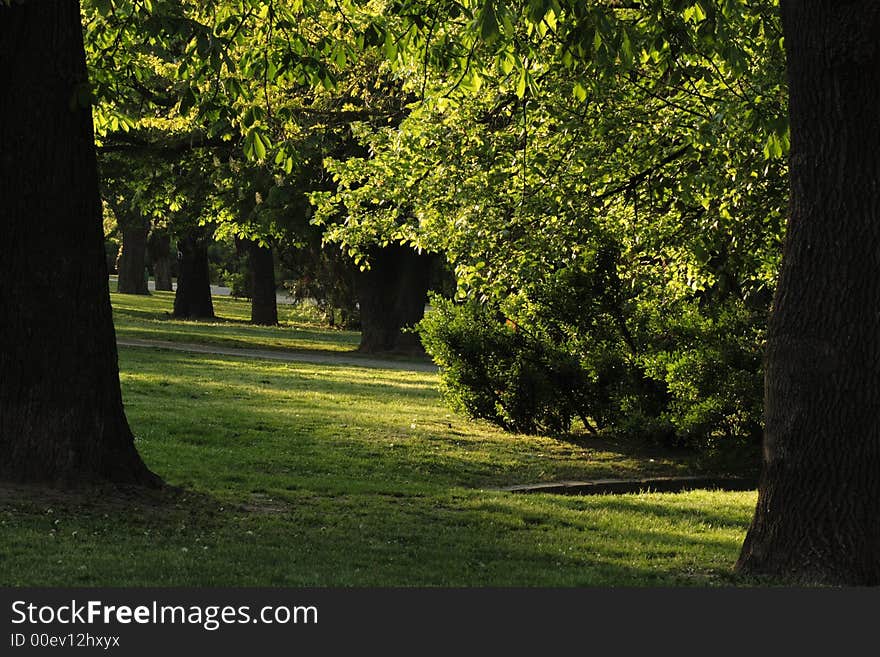 The green old tree in a sunny park. The green old tree in a sunny park