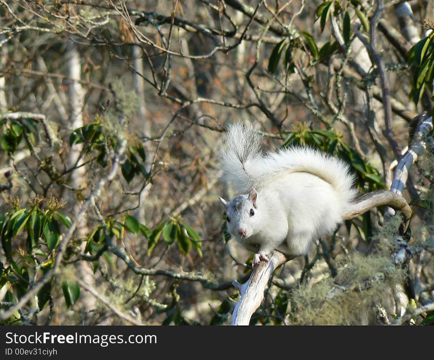 White Squirrel In Tree