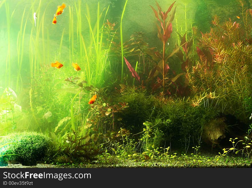 Aquarium fragment scene, natural colors not filtered. Aquarium fragment scene, natural colors not filtered