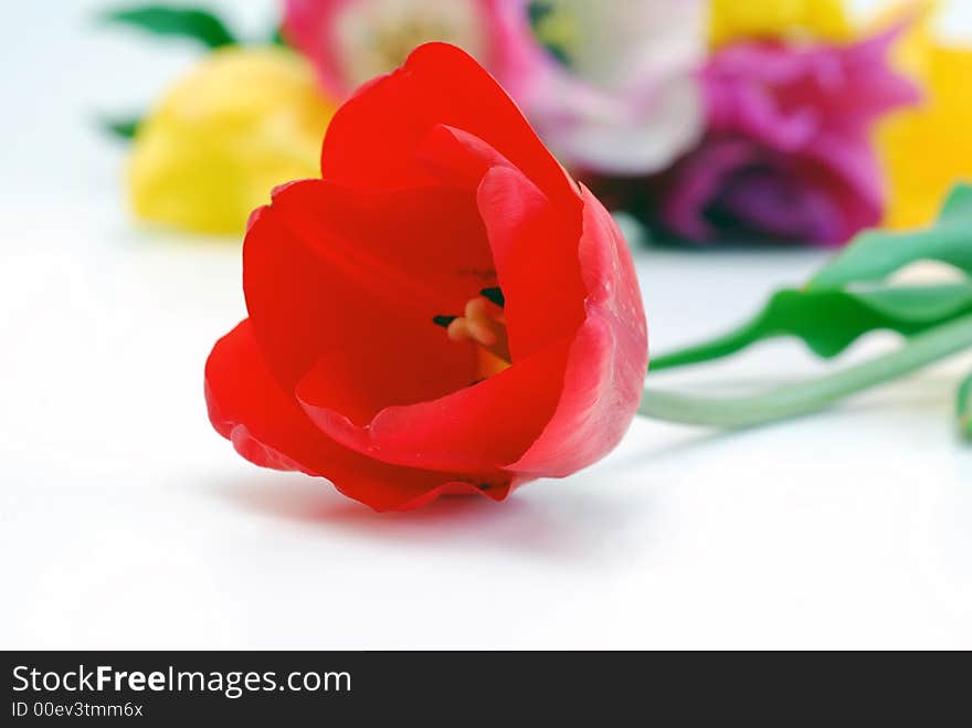 Red tulip on white background