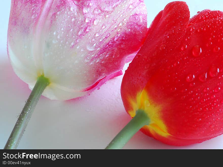 Red and pink tulips with watter drop