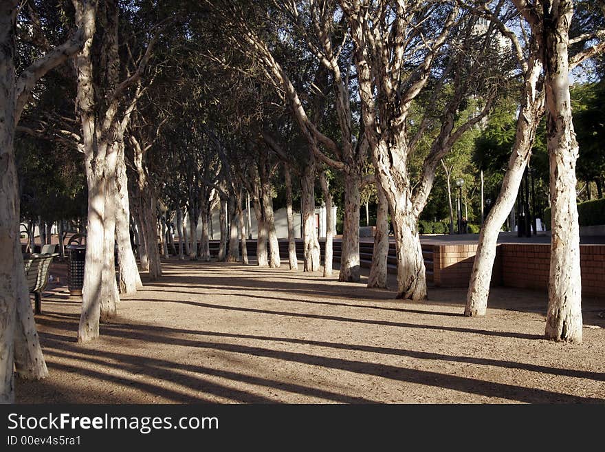 Urban Park Alley In Summer, Low Sun Creates Long Shadows