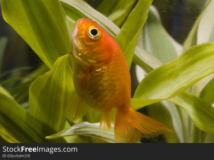 Goldfish Swim