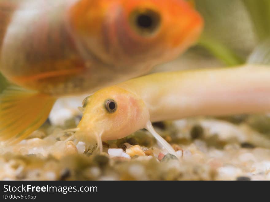 Dojo, also known as Weather Fish, and a Gold Fish swim pass each other inside a aquarium. Dojo, also known as Weather Fish, and a Gold Fish swim pass each other inside a aquarium.