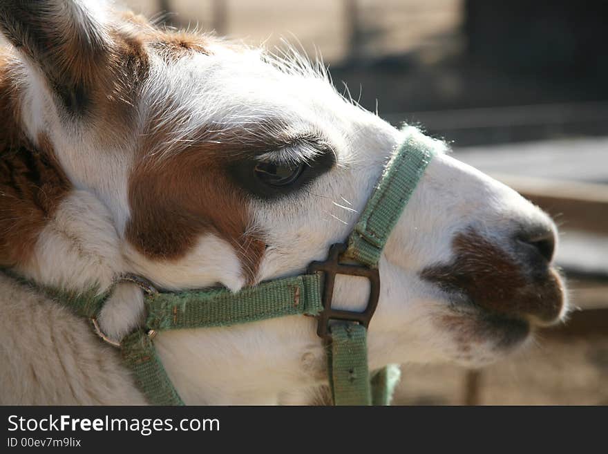 Brown and white llama or alpaca wearing a green halter