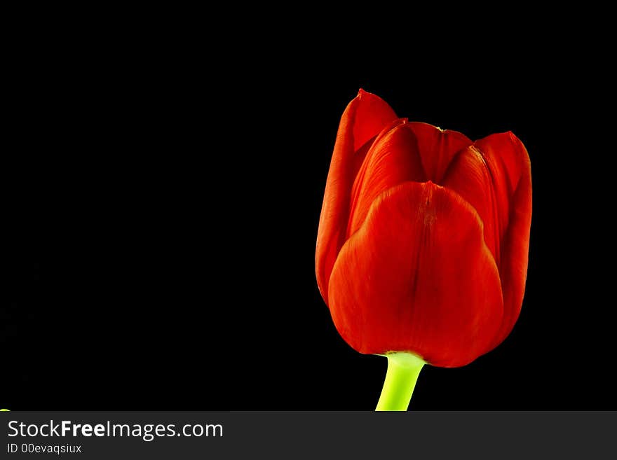 Close up of a red tulip