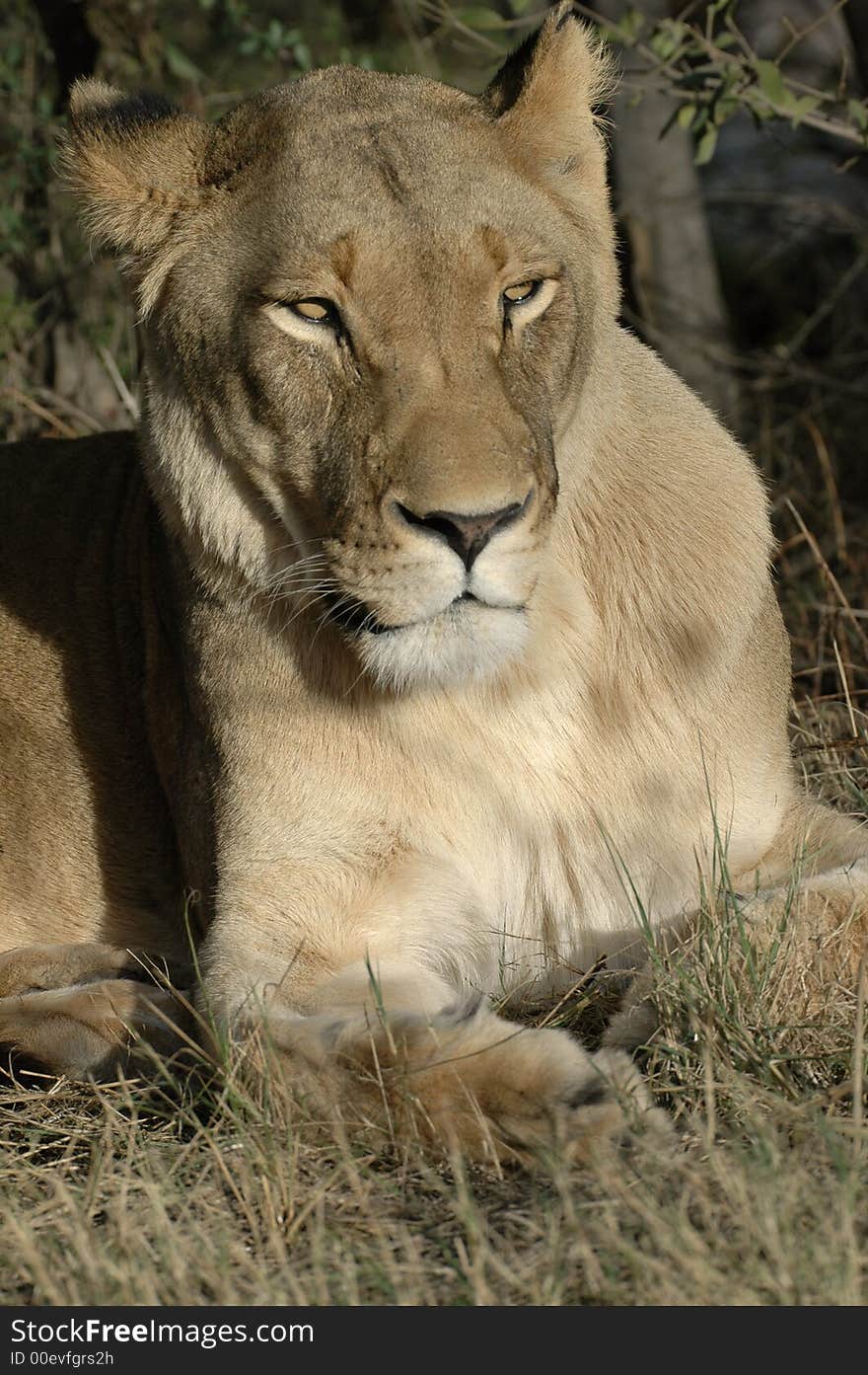 Sleepy Lioness.