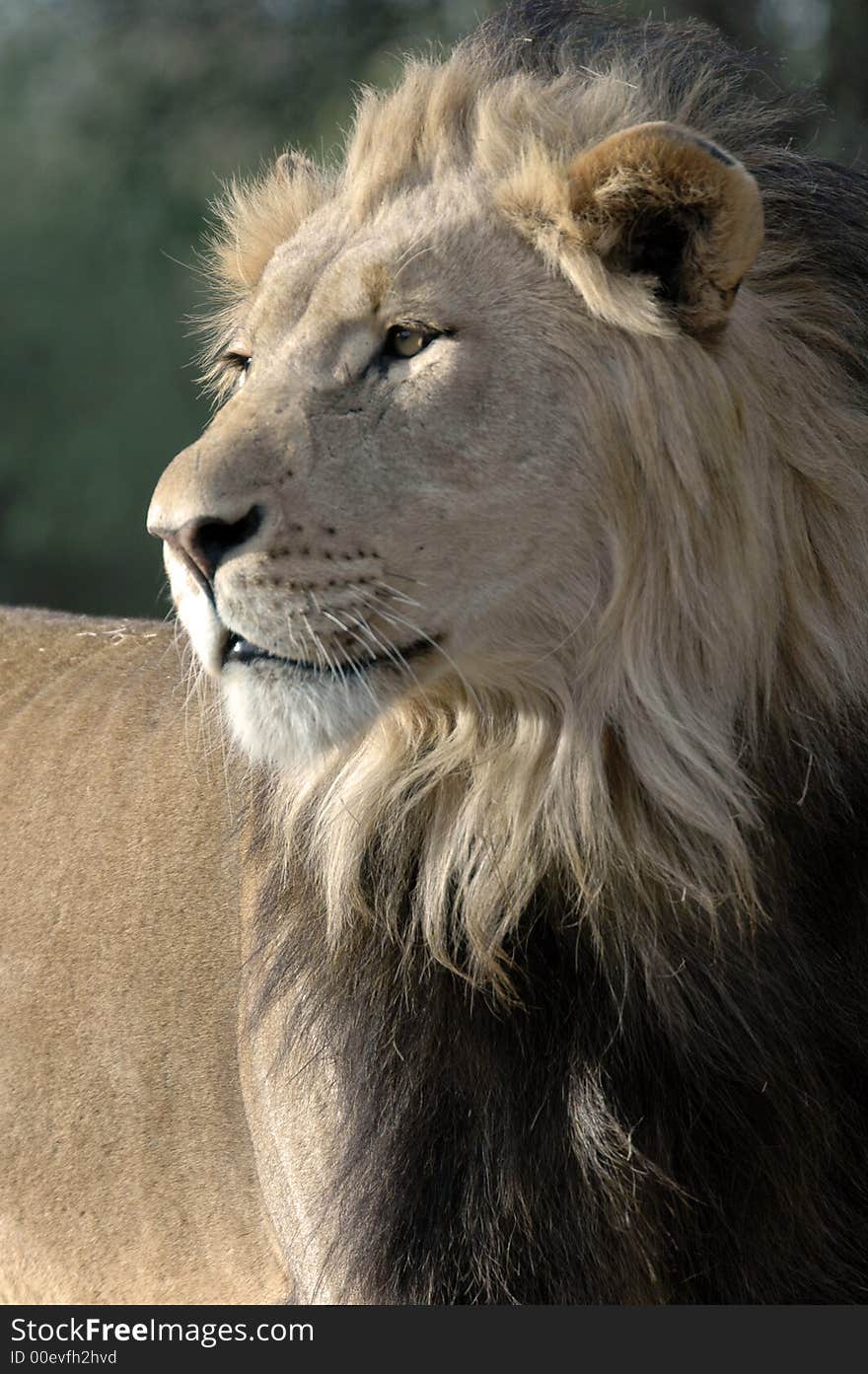 Magnificent Male Lion.