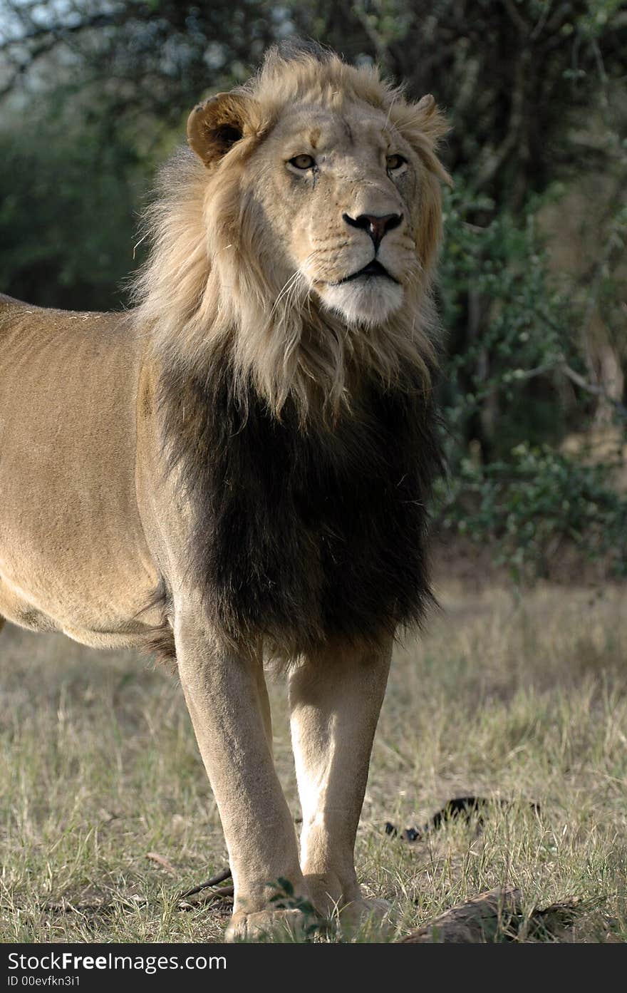 Magnificent Male Lion.