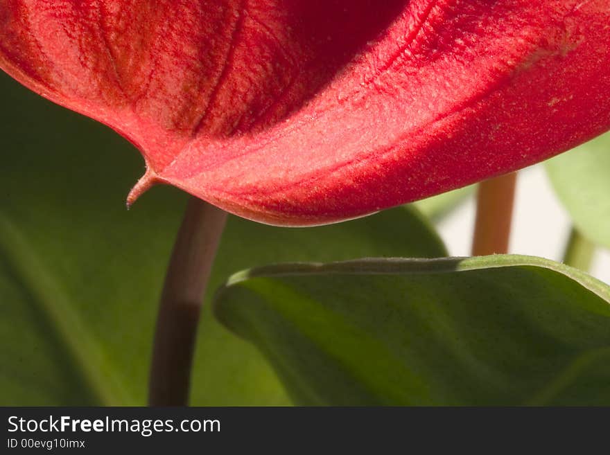 Close up of red anthurium leaf. Close up of red anthurium leaf