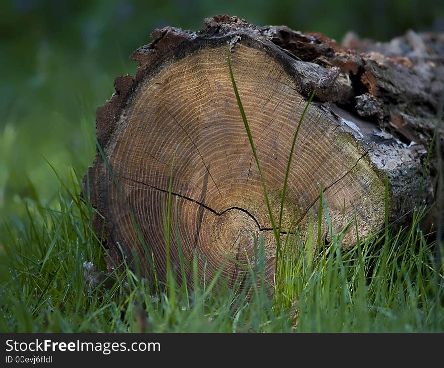 Trunk to fell a grass. Trunk to fell a grass