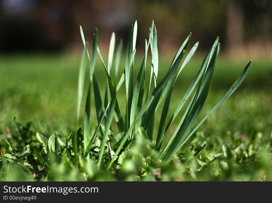 Green stems in the beginning of spring