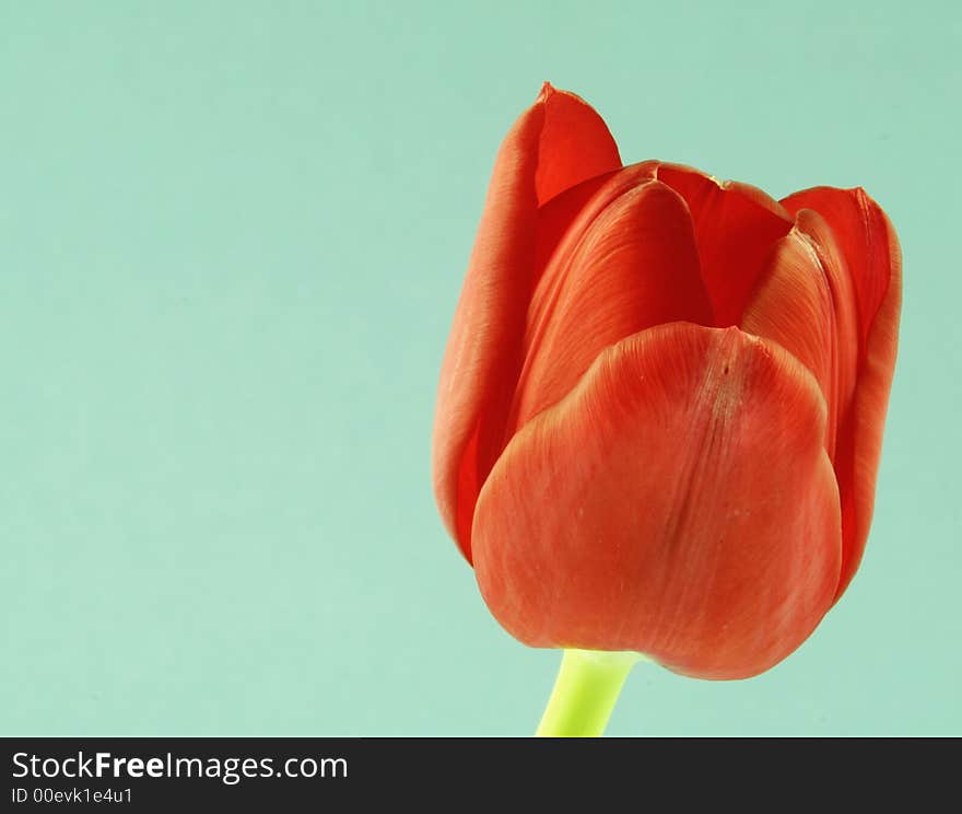 Tulip