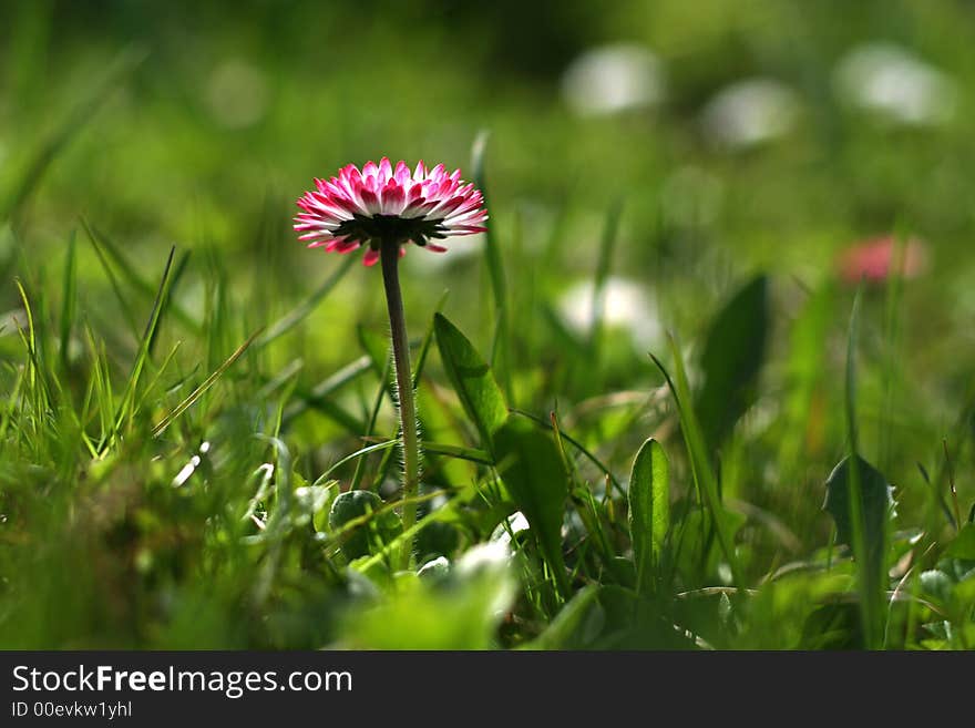 First daisy flower in spring. First daisy flower in spring