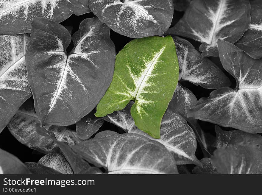 Lonely Green Leaf.