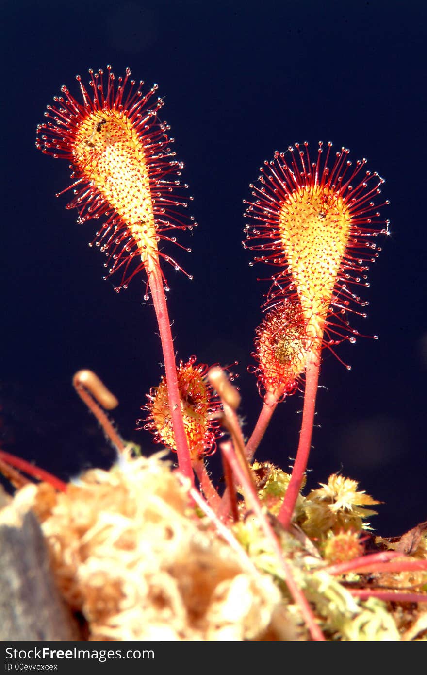 Drosera longifolia