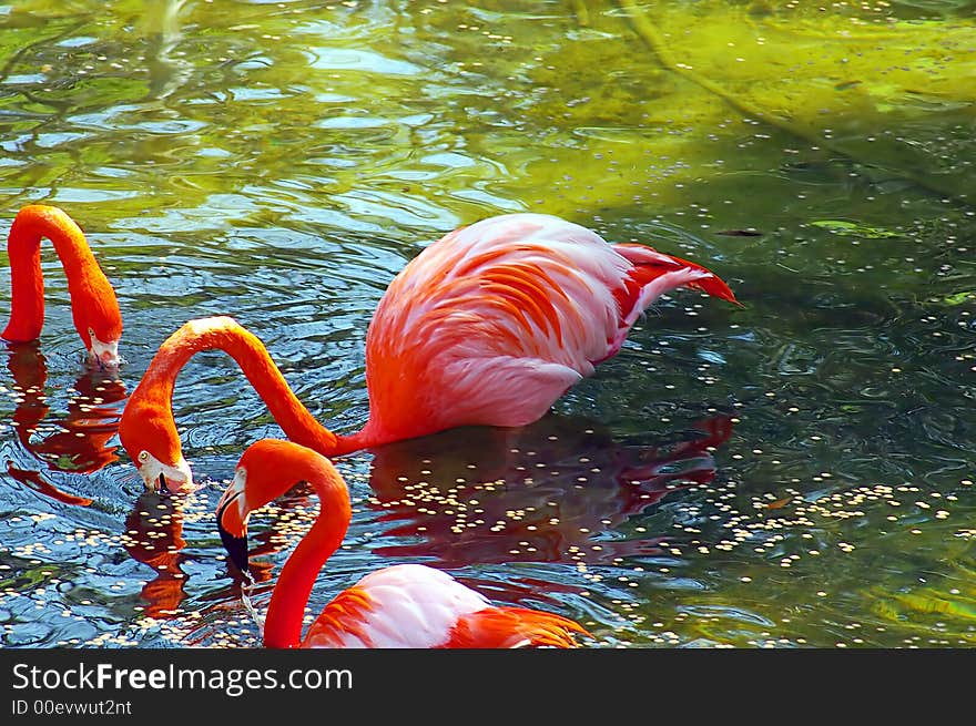 Flamingos in a Florida spring