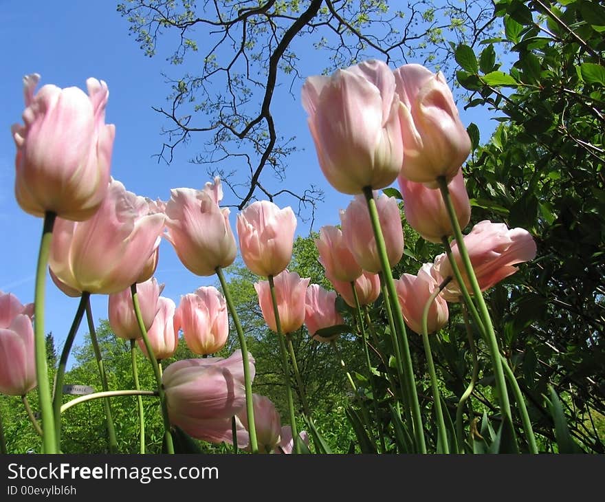 Spring Tulips Pink Appeldorn