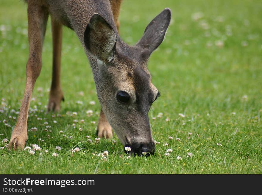 A Doe Nibbles the Flowers