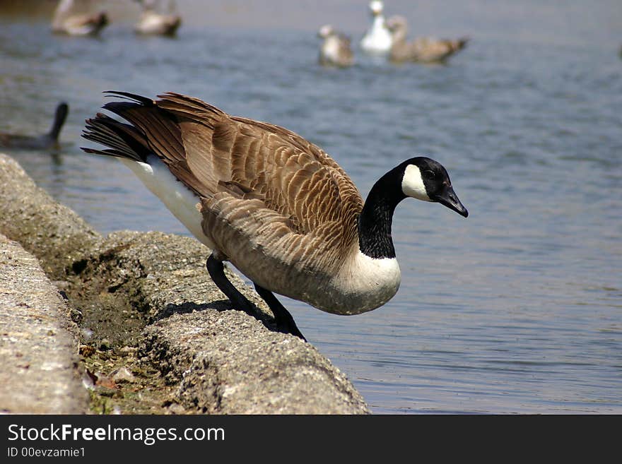 Canada Goose