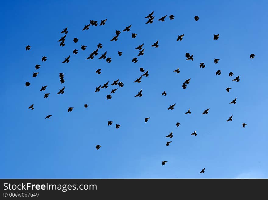 Many flying pigeons on sky background