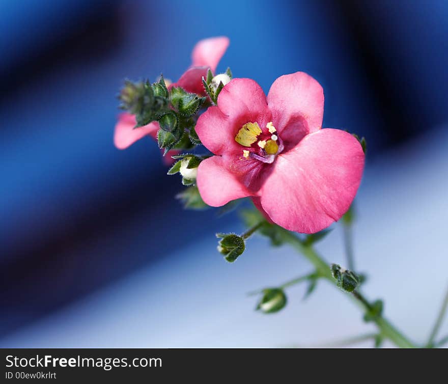 Pink Blossom