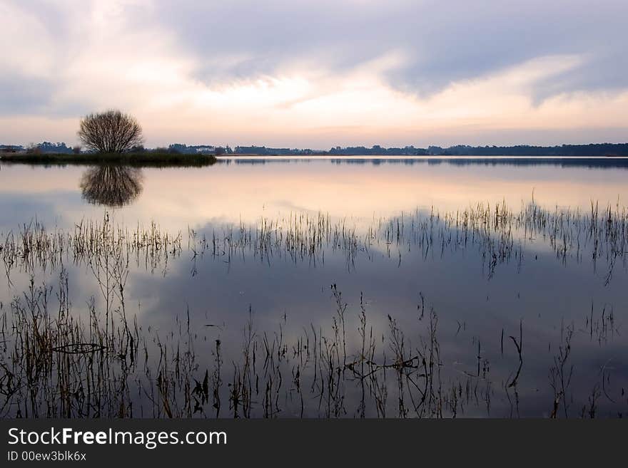 Trees in the field reflecting in the water