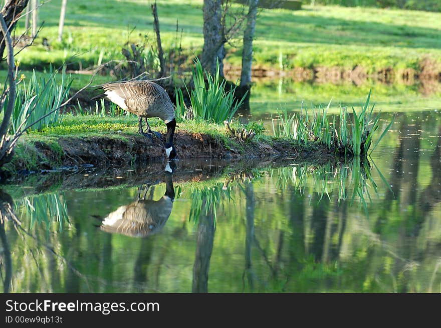 Goose Drinking