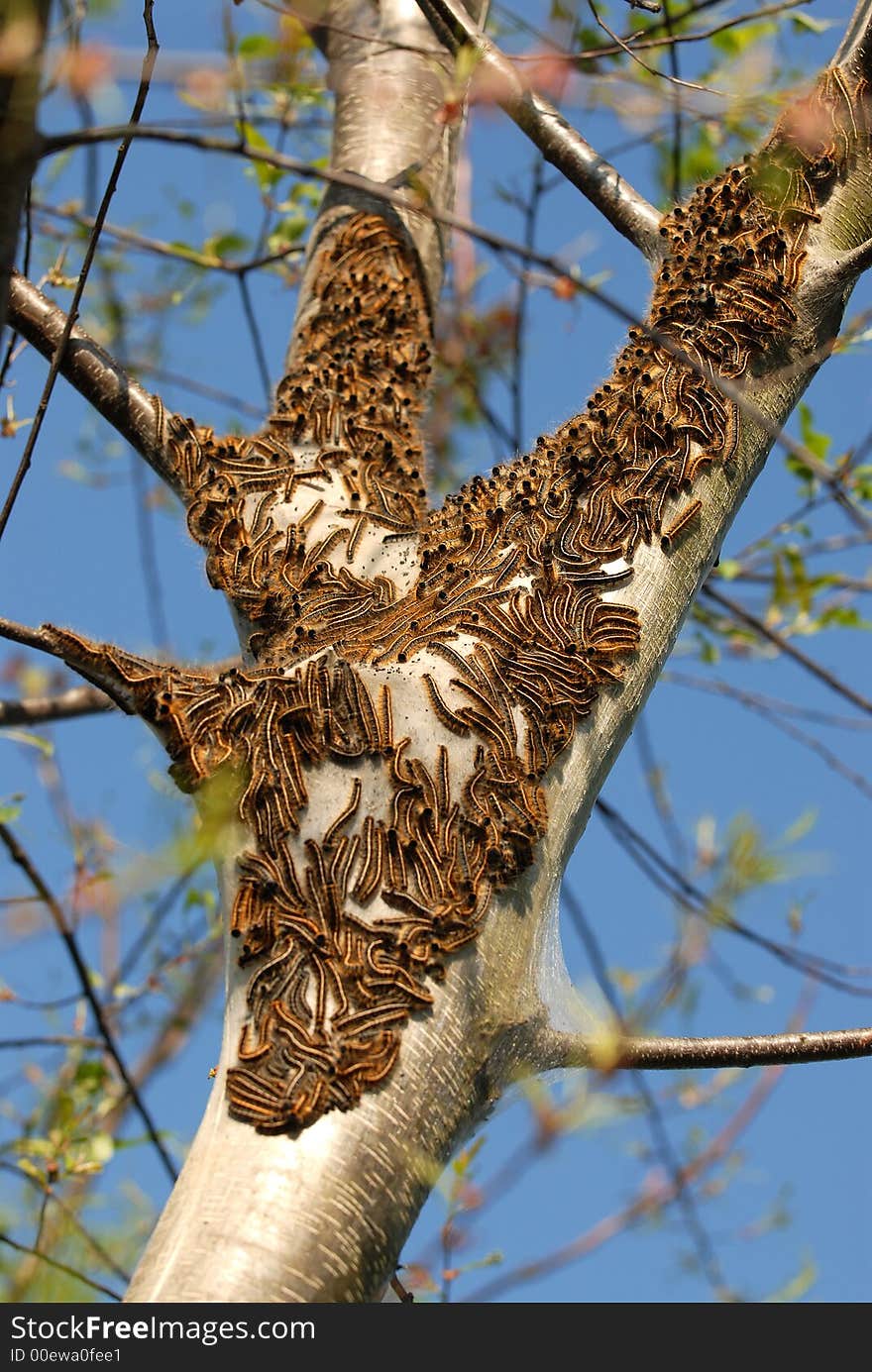 This is group of caterpillars in a tree after coming out of their nest.