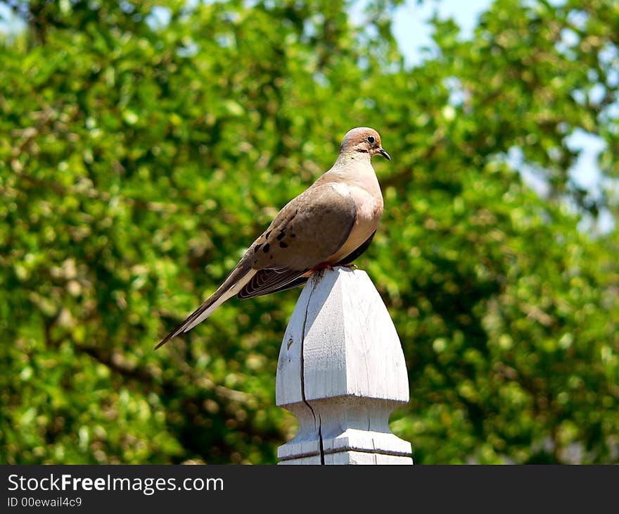 A mourning dove sitting on a fence post