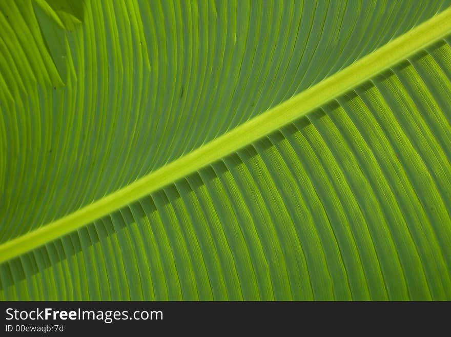 Green leaf. Lines of green leaf.