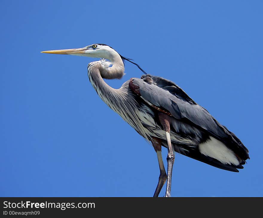 A gray heron against a blue sky