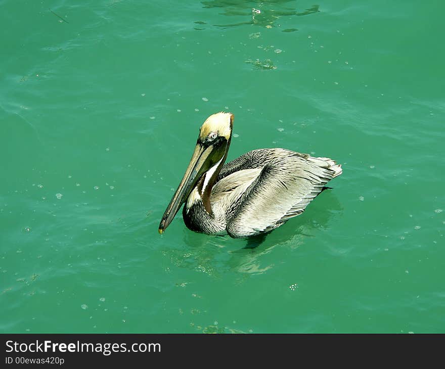 A brown pelican floating in crystal water