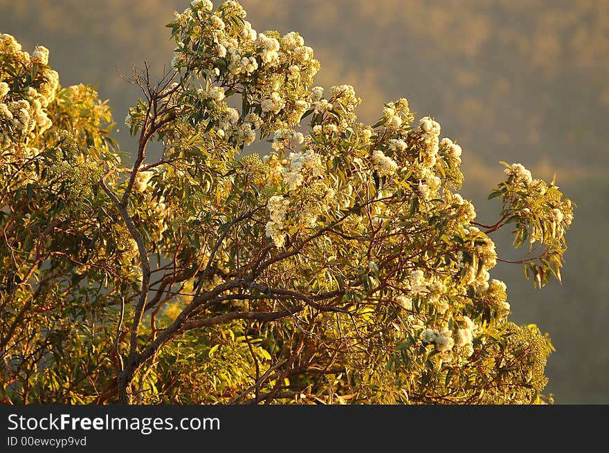 Flowering gum tree