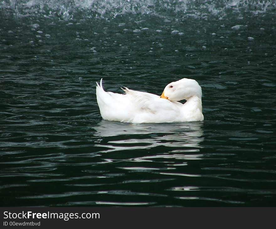 White Duck